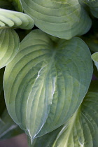 Hosta, Hosta 'Striptease'.