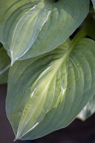 Hosta, Hosta 'Striptease'.