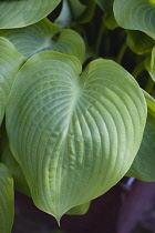 Hosta, Hosta 'Sum and Substance'.