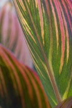 Canna, Canna 'Tropicanna'.