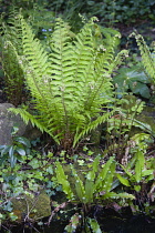 Fern, Male fern, Dryopteris filix-mas.