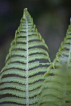 Fern, Male fern, Dryopteris filix-mas.