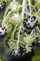 Fatsia, Fatsia japonica.