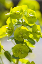 Euphorbia, Spurge, Euphorbia amygdaloides robbaie.