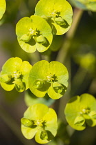 Euphorbia, Spurge, Euphorbia amygdaloides robbaie.