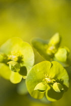 Euphorbia, Spurge, Euphorbia amygdaloides robbaie.