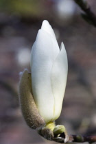 Magnolia, Magnolia x soulangeana 'Alba Superba'.