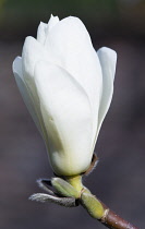 Magnolia, Magnolia x soulangeana 'Alba Superba'.