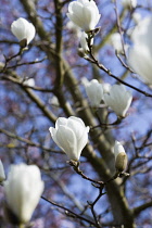 Magnolia, Magnolia x soulangeana 'Alba Superba'.