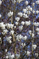 Magnolia, Magnolia x soulangeana 'Alba Superba'.