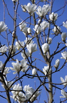 Magnolia, Magnolia x soulangeana 'Alba Superba'.