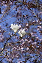 Magnolia, Magnolia x soulangeana 'Alba Superba'.