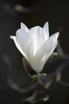 Magnolia, Magnolia x soulangeana 'Alba Superba'.