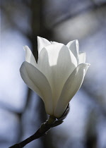 Magnolia, Magnolia x soulangeana 'Alba Superba'.