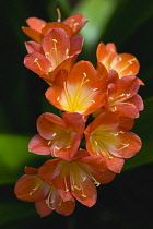 Clivia, Clivia miniata.