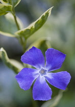 Periwinkle, Vinca minor 'Variegata'.