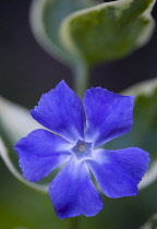 Periwinkle, Vinca minor 'Variegata'.