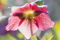 Hellebore, Helleborus orientalis hybrids.