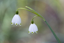 Snowflake, Spring snowflake, Leucojum vernum.