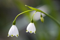 Snowflake, Spring snowflake, Leucojum vernum.