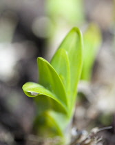 Agapanthus.