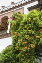 Orange, Citrus sinensis.
