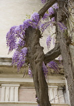 Wisteria.