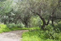 Olive, Olea europaea.