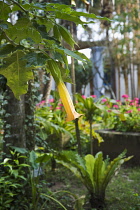 Angels' trumpets, Brugmansia.