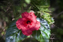Hibiscus, Hibiscus rosa-sinensis.