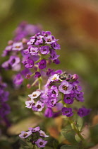 Alyssum, Lobularia maritima 'Royal Carpet'.