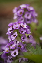 Alyssum, Lobularia maritima 'Royal Carpet'.