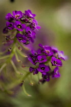 Alyssum, Lobularia maritima 'Royal Carpet'.