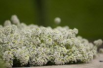 Alyssum, Alyssum montanum.