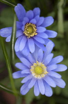 Anemone, Anemone blanda.