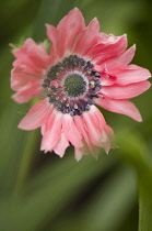 Anemone, Anemone coronaria.