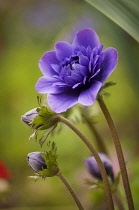Anemone, Anemone coronaria.