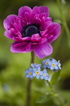 Anemone, Anemone coronaria.