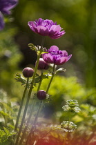 Anemone, Anemone coronaria.