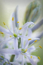 Camassia, Quamash, Camassia cusickii.