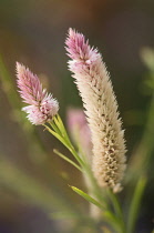 Flamingo feather, Celosia argentea spicata 'Flamingo Feather'.