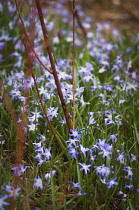 Glory-of-the-snow, Chionodoxa.