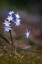 Glory-of-the-snow, Chionodoxa luciliae.