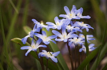 Glory-of-the-snow, Chionodoxa luciliae.