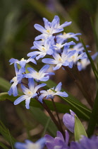 Glory-of-the-snow, Chionodoxa luciliae.