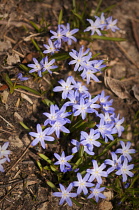 Glory-of-the-snow, Chionodoxa luciliae.