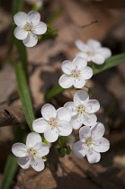 Spring beauty, Claytonia virginica.