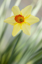 Daffodil, Narcissus.