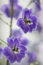 Delphinium.