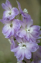 Delphinium.